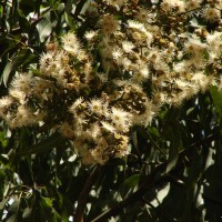 Corymbia maculata (Hook.) K.D.Hill & L.A.S.Johnson